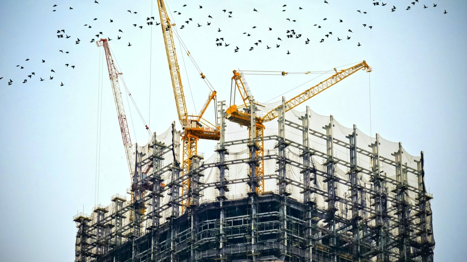 Photo du haut d'un immeuble avec 3 grues construisant l'échafaudage. Une nuée d'oiseau survole la scène.