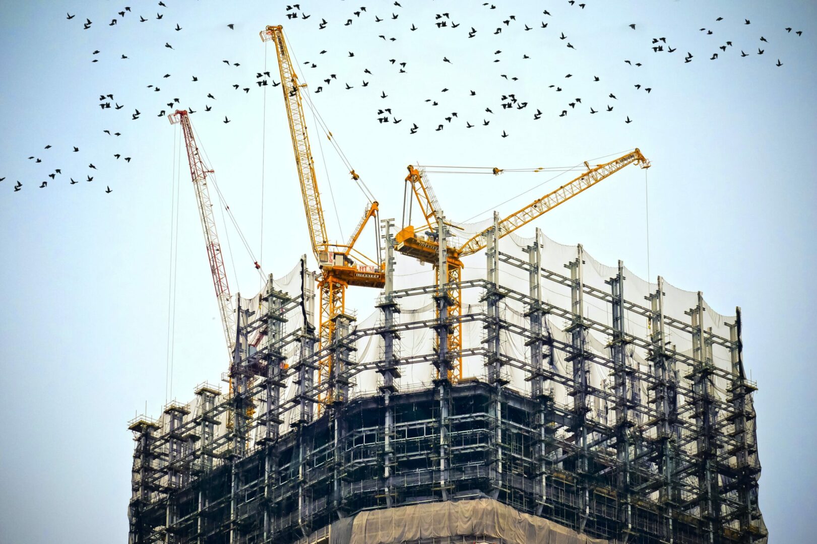 Photo du haut d'un immeuble avec 3 grues construisant l'échafaudage. Une nuée d'oiseau survole la scène.